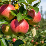7ft Half-Standard Mature Apple Tree | Bare Root 'Discovery' | 6/8cm Girth
